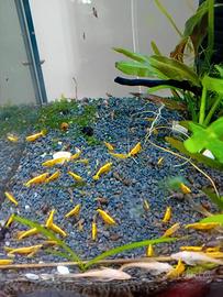 gamberetti Yellow neon Fire 