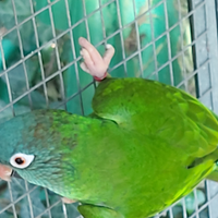 Conuro testa blu maschio