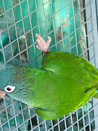 Conuro testa blu maschio