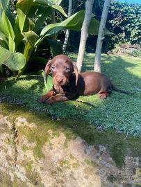 Maschietti di bassotto