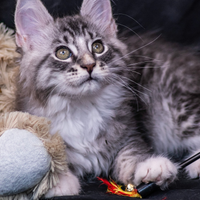 Cuccioli di Maine Coon