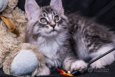 Cuccioli di Maine Coon