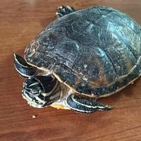 Tartaruga d'acqua