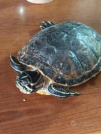 Tartaruga d'acqua