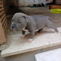 Cuccioli american bully