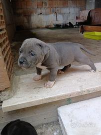Cuccioli american bully