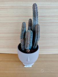 Euphorbia Abdelkuri - cactus succulente