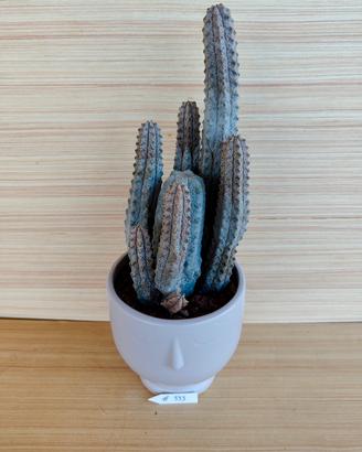 Euphorbia Abdelkuri - cactus succulente