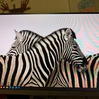 Monitor HP e243i (2 unità)