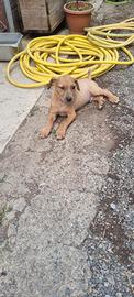 Cagnolino maschio