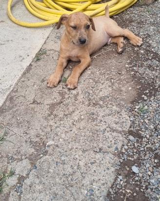 Cagnolino maschio