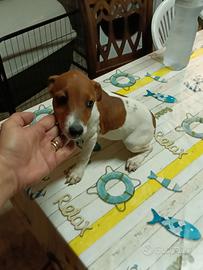 Cuccioli di jack Russell nani a zampa corta