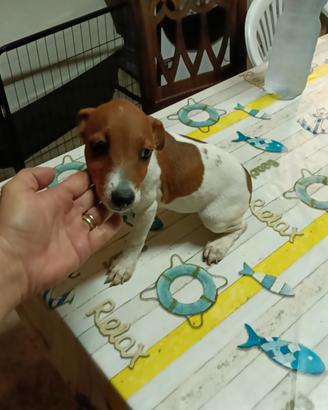 Cuccioli di jack Russell nani a zampa corta