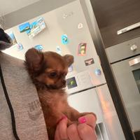 Cucciolo di chihuahua