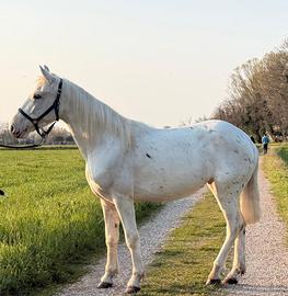 Castrone manto appalosa sei anni
