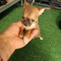 Chihuahua mini mini toy