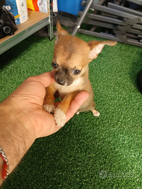 Chihuahua mini mini toy