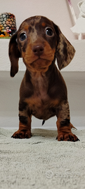 Cuccioli di bassotto con pedigree ENCI