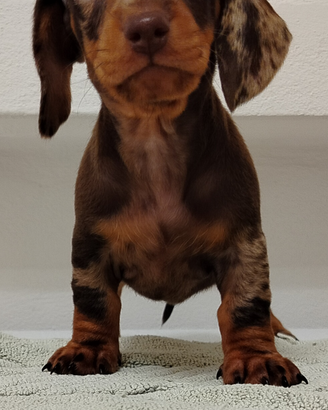 Cuccioli di bassotto con pedigree ENCI