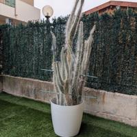 Cactus bianco 150cm