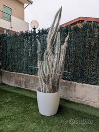 Cactus bianco 150cm