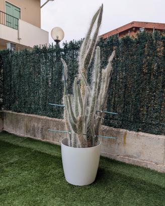 Cactus bianco 150cm
