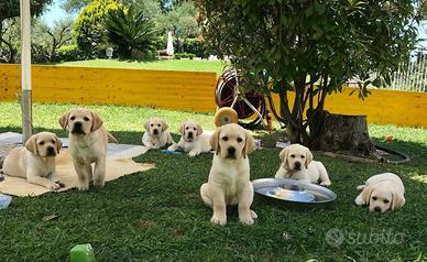 Cuccioli Labrador biondi con pedigree