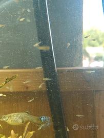 Avannotti di Guppy