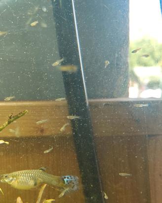 Avannotti di Guppy