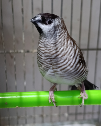 Diamante Zebrato