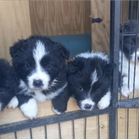 Border collie