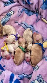 Barboncini nani piccola taglia