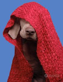 Cucciolo di' Weimaraner