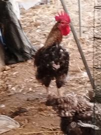 Gallo