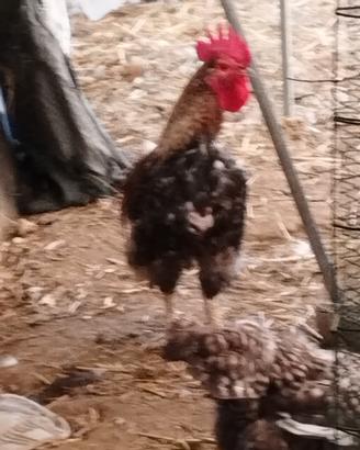 Gallo