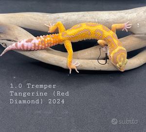 Geco Leopardino Red Diamond
