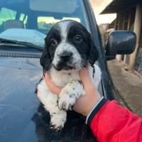 Cuccioli setter inglese