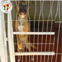 Femmina mix malinois - 1 anno circa