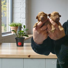 Barboncini con pedigree Enci