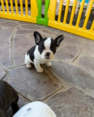 Bulldog francese