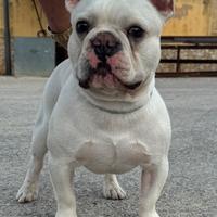 Bulldog francese crema