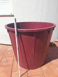 vasca per mosto