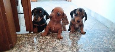 Cuccioli bassotto
