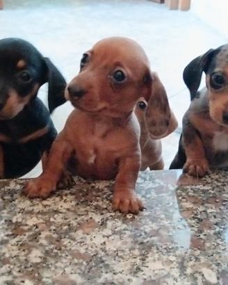 Cuccioli bassotto