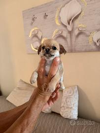 Chihuahua