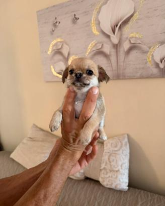 Chihuahua