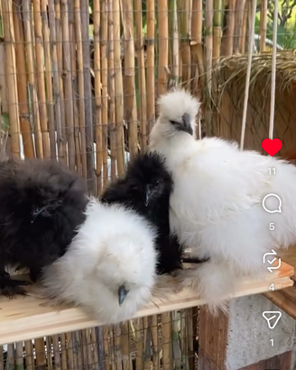 Galline di razza da 1 a 6 mesi