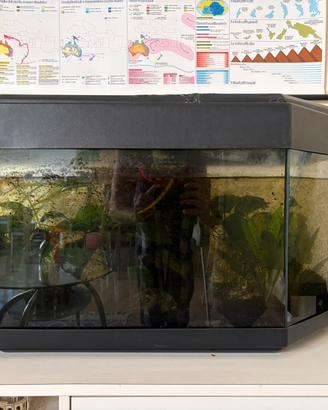 Acquario