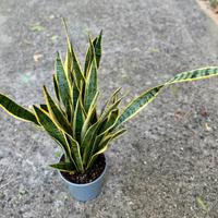 Sansevieria
