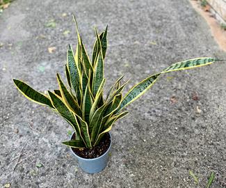 Sansevieria